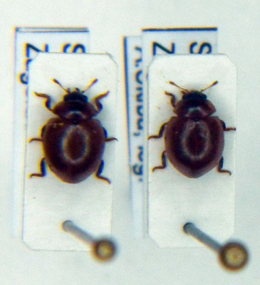 Cynegetis impunctata.JPG