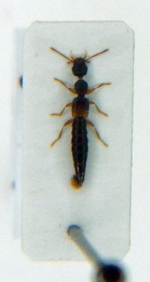 Astenus filiformis.JPG