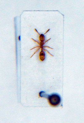 Solenopsis fugax.JPG