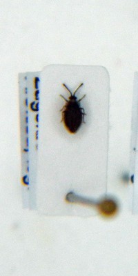 Acalypta nigrina.JPG