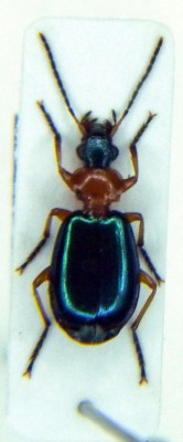 Lebia chlorocephala.JPG