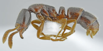 Ponera coarctata_worker lateral.jpg