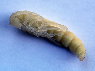 Necydalis major_pupa.JPG