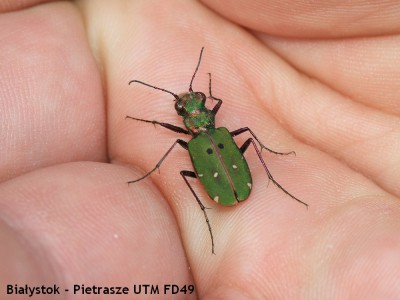 Cicindela campestris.JPG