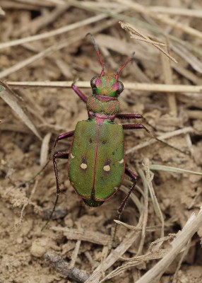 Cicindela campestris .jpg