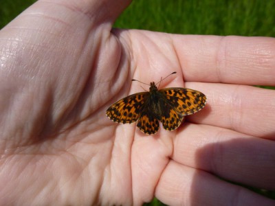 C2) Boloria dia 11.05.2017 Puszcza