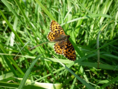 E1) Boloria dia 11.05.2017 Puszcza