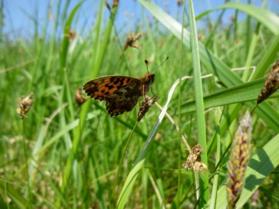 E2) Boloria dia 11.05.2017 Puszcza