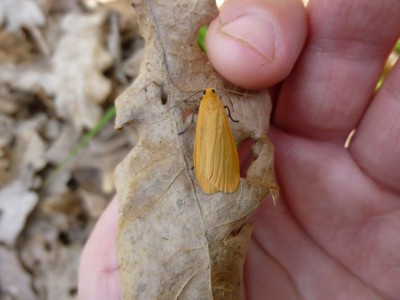 H) Eilema sororcula 12.05.2017 Puszcza