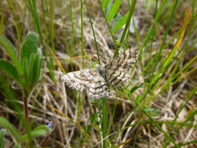 J1) Ematurga atomaria /  Heliomata glarearia 13.05.2017 Puszcza