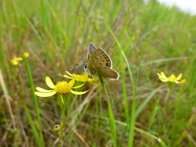 S) Lycaena tityrus 16.05.2017 Puszcza