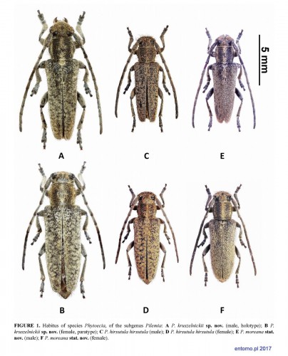 Pages from Szczepanski, Karpinski 2017. Phytoecia kruszelnickii.jpg