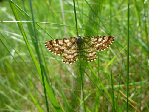 4b) Ematurga atomaria / Heliomata glarearia 18.05.2017 Puszcza