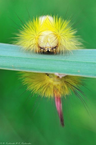 Calliteara pudibunda