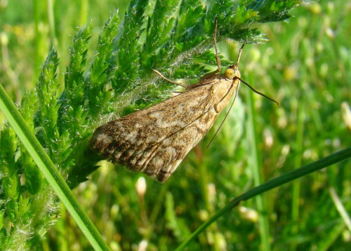 Evergestis frumentalis.JPG