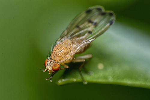 Palloptera quinquemaculata.jpg