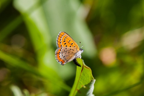 Lycaena helle oviposition.jpg