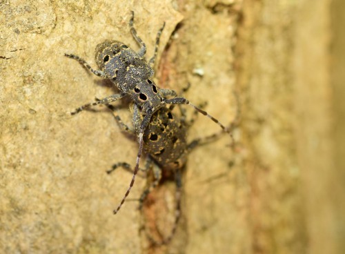 MEsosa curculionoides.JPG