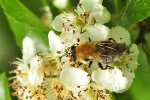 Criorhina floccosa, Czerwona Księga EN