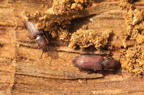 Pycnomerus terebrans, Czerwona Lista EN