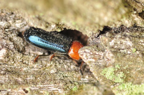 Dermestoides sanguinicollis, Czerwona Księga EN