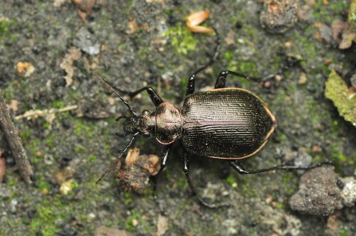 Calosoma inquisitor, ochrona częściowa; to z wczoraj i nie z wału