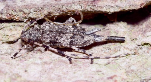 Acanthocinus reticulatus.jpg