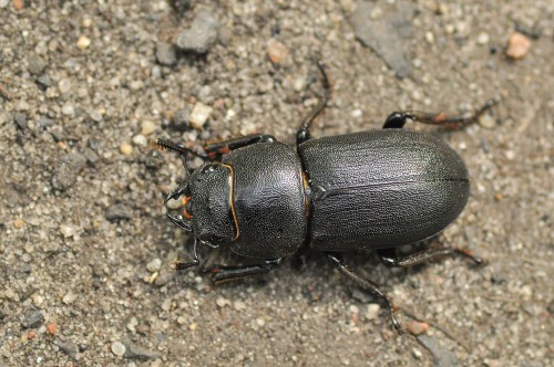 Dorcus parallelipipedus, Czerwona Lista VU, nierzadki w Lubuskim, tutaj spotykany wielokrotnie już przy innych okazjach