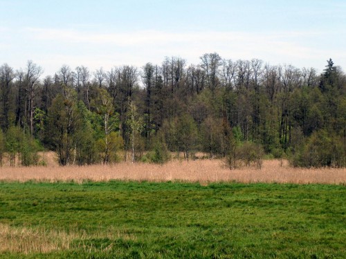 Puszcza Białowieska, 18 V 2017, widok na BPN z wciąż jeszcze bezlistnymi olchami i dębami!