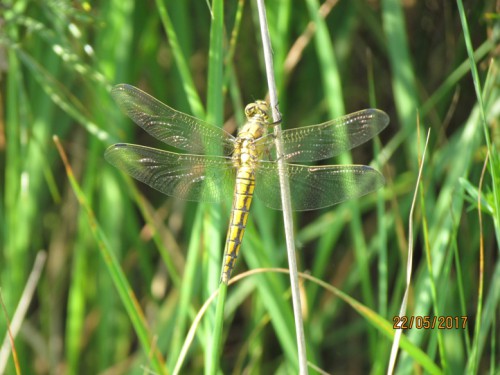 Orthetrum cancellatum fa.JPG