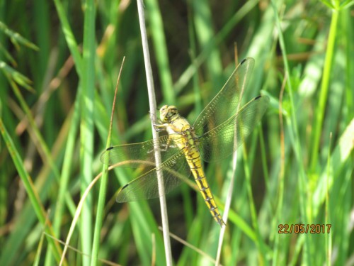 Orthetrum cancellatum f1b.JPG