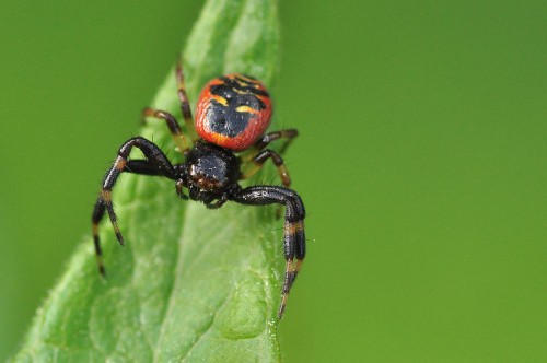 Synema globosum