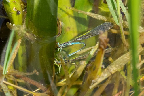 Fot. 1 Łątka halabardówka (Coenagrion hastulatum) - tandem podczas składania jaj