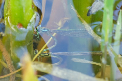 Fot. 2 Łątka halabardówka (Coenagrion hastulatum) - tandem podczas składania jaj