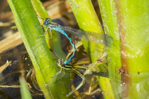 Fot. 3 Łątka halabardówka (Coenagrion hastulatum) - tandem podczas składania jaj