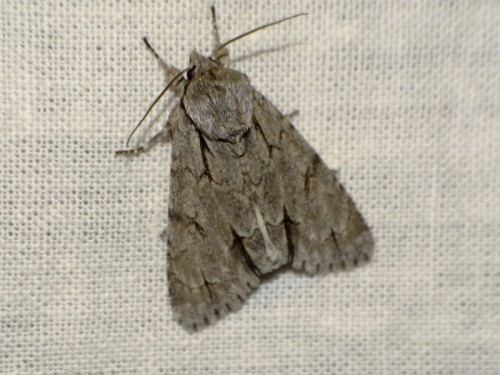 Acronicta psi