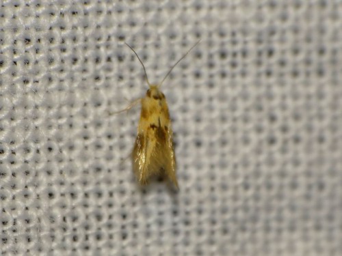 Tineola bisselliella