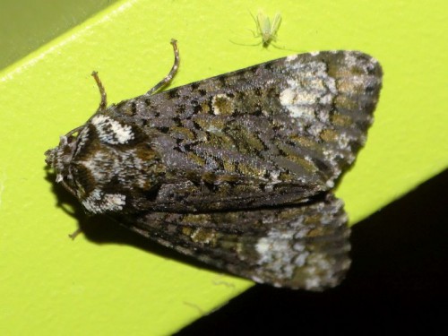 Craniophora ligustri 