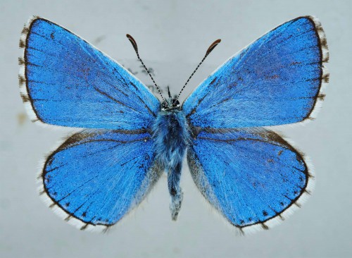 lycaena bellargus BG.jpg