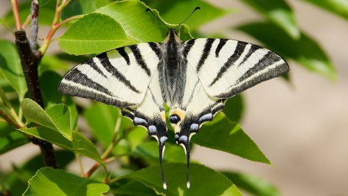 Iphiclides podalirius