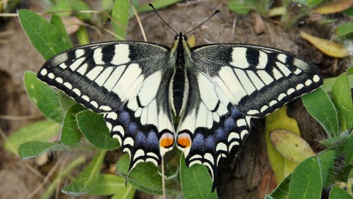 Papilio machaon