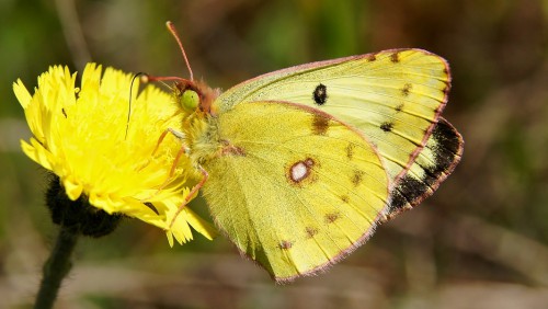 Colias hyale