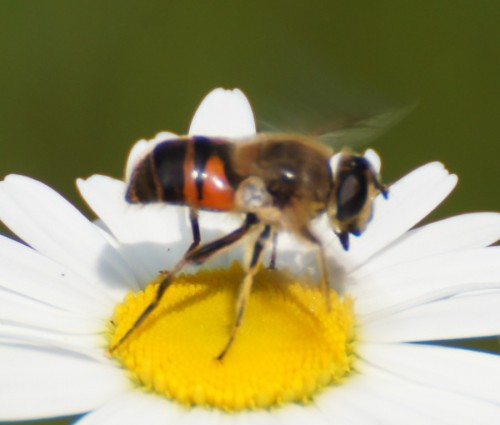 eristalis4.jpg