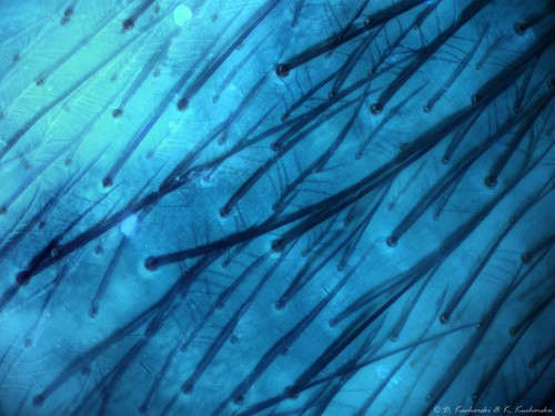 Eratigena atrica x200, chityna na odwłoku w świetle UV