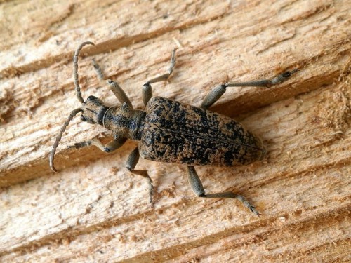 Las Strachociński: Rhagium sycophanta