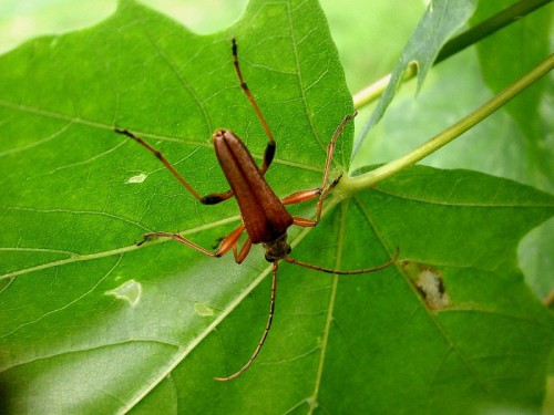 Las Strachociński: Stenocorus meridianus