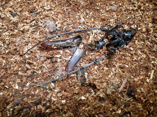 Las Strachociński: szczątki Cerambyx cerdo pozostawione przez ptaki