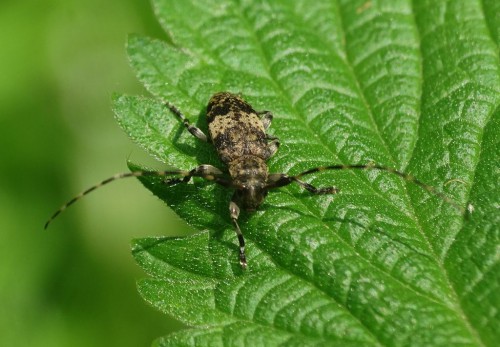 Leiopus linnei