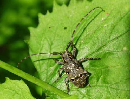 Messosa curculionoides