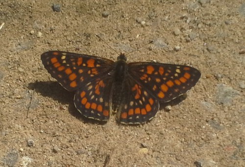 Euphydryas maturna, Majdan Stuleński, 6 VI 2017